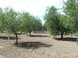 Anteprima