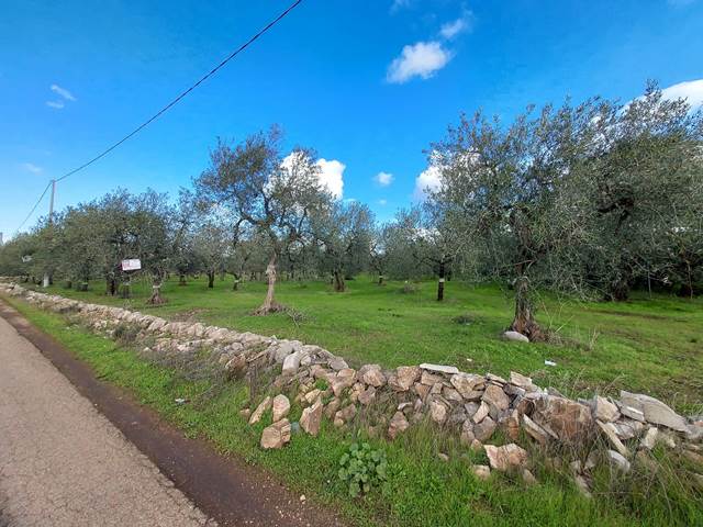 Anteprima