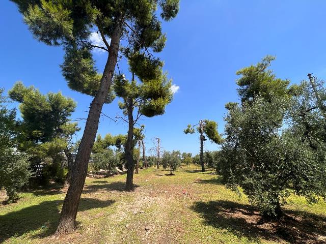 Anteprima