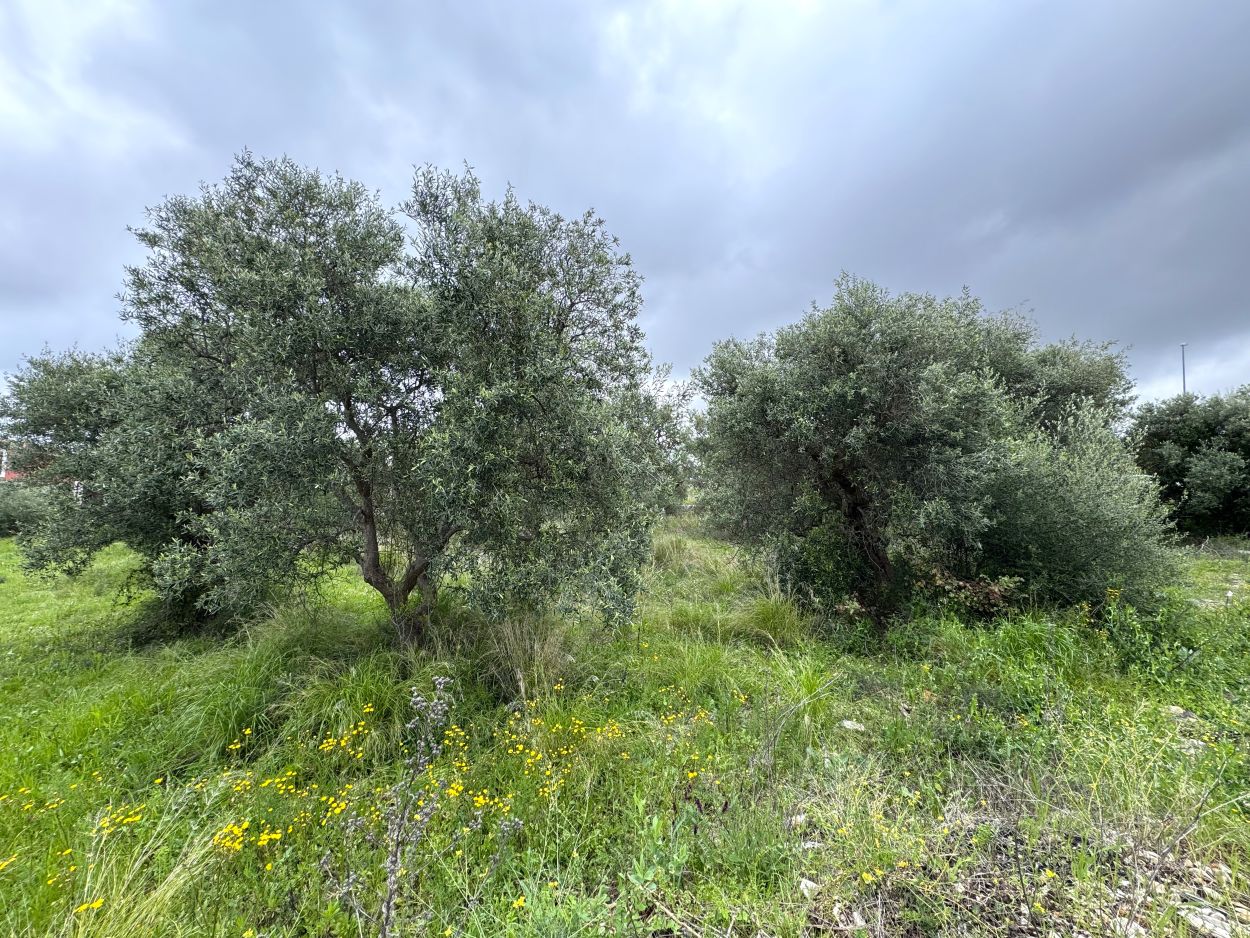 Anteprima