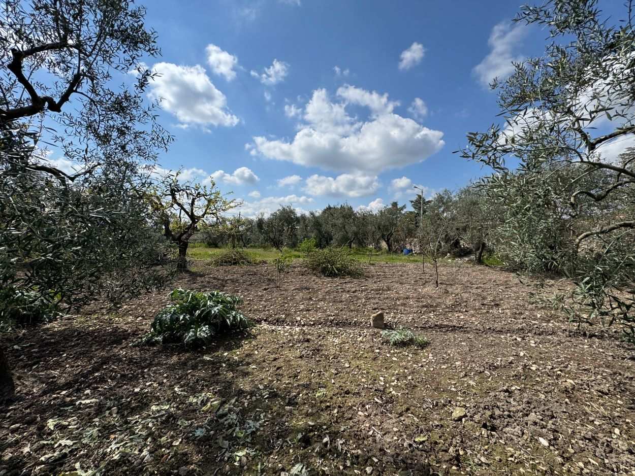 Anteprima
